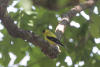 American goldfinch