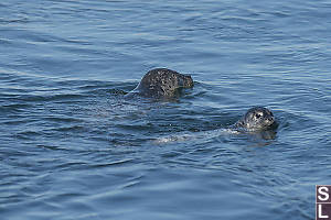 Harbour Seal Mom And Pup