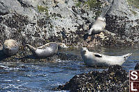 Harbour Seals Out Of The Water