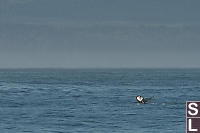 Humpback Diving