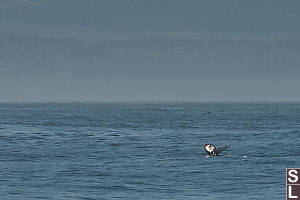 Humpback Diving