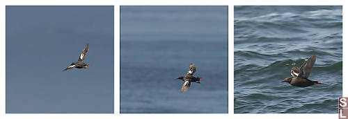 Pigeon Guillemot In Flight