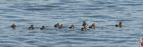 Rhinoceros Auklet Swimming Together