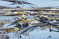 Sea Otter Resting In Kelp
