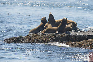 Stellar Sealions On Rocks