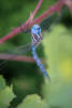 Blue-eyed Darner