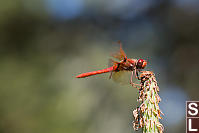 Cardinal Meadowhawk