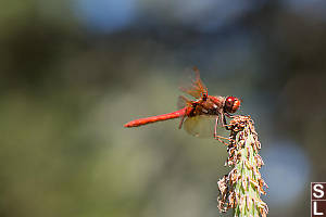 Cardinal Meadowhawk