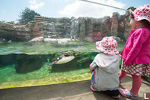 Penguin Swiming By