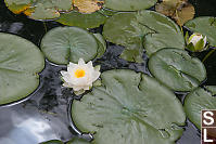 Water Lily