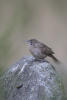 House Wren