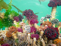 Bouquet Of Tube Worms