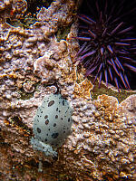 Northern Leopard Dorid