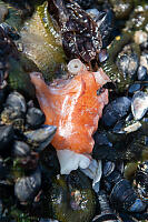 Piece Of Dropped Octopus
