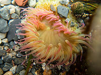 Pink And Green Anenome