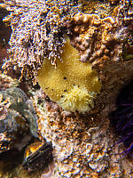 Sea Lemon