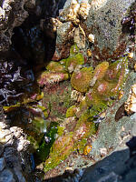 Small Pool Of Anenome