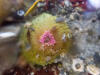 Previous
