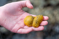 Two Sea Lemons