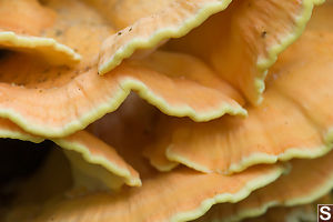 Multiple Layers Of Fungus