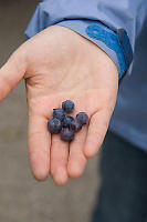 Handfull Of Blueberries