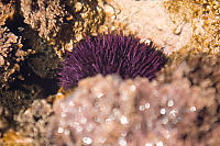 Purple Sea Urchin