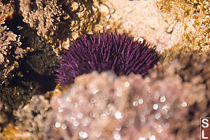 Purple Sea Urchin