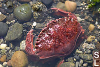 Red Rock Crab