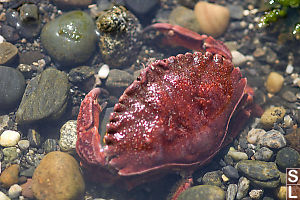 Red Rock Crab