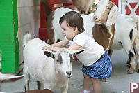 Nara Playing With A Goat