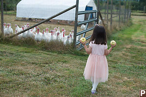 Nara Bringing Apples To The Turkeys