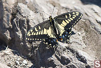 Anise Swallowtail On The Rock