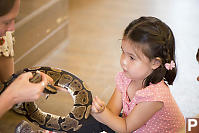 Nara Holding ABall Python