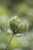 wild carrot, Queen Anne's lace, bird's nest