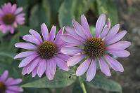 Two Pink Flowers Stacked