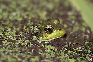 Green Frog Peaking From Algae