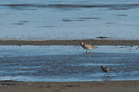 Bar-tailed Godwit