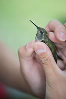 Counting Neck Feathers