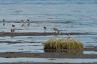 Mixed Flock