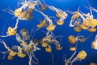 Bunching Jellyfish