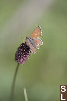 Great Burnet With Butterfly