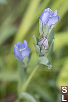 King Gentian