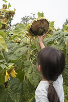 Claira Touching Sunflower