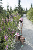 Stop To Smell The Fireweed