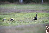 Wild Turkeys In Yard