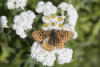 western pearly everlasting