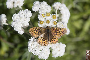 Mormon Fritillary On Pearly Everlasting