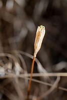 Dried Seed Head