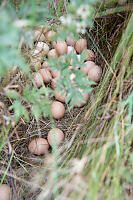 Eggs Laid Outside
