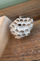 Paper Wasp Nest